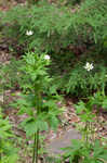 Tall thimbleweed